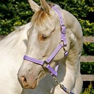 Tennessee Walker Pearl of Justice