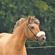 Anden særlig race Penny [Min eneste ene]