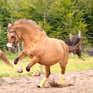 Anden særlig race Penny [Min eneste ene]