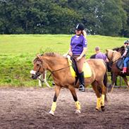 Anden særlig race Penny [Min eneste ene]