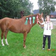 Anden særlig race Felina