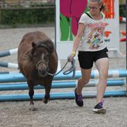 Shetlænder Cikeline