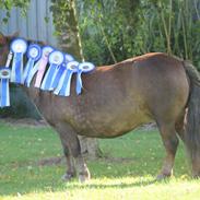 Shetlænder Cikeline