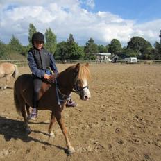 Welsh Mountain (sec A) Tarzan <3