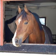 Welsh Cob (sec D) Bjeldbaks Rollo