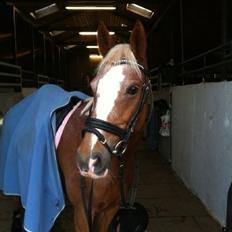 Anden særlig race Beauty