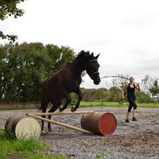 Dansk Varmblod Svalegårdens Maeztro <3