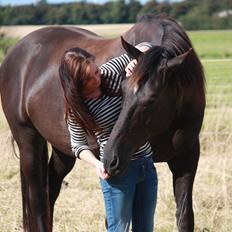 Oldenborg | Svalegaardens Indy