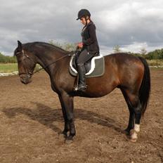 Oldenborg Pablo  (Muttis hest)