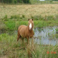 Welsh Mountain (sec A) Tarzan <3