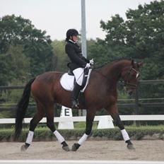 Dansk Varmblod Apollonaris Lerhøj