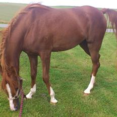 Arabisk fuldblod (OX) Kashmir