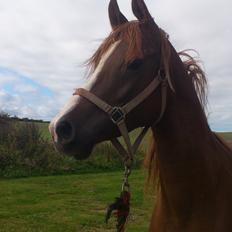 Arabisk fuldblod (OX) Kashmir