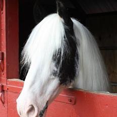 Irish Cob Saint Epona of Killarney