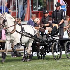 Fjordhest Hesselbergs Luna