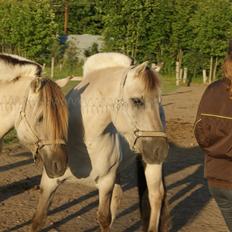 Fjordhest Hesselbergs Luna