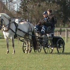 Fjordhest Hesselbergs Luna