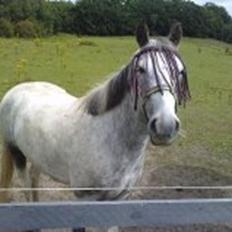 Anden særlig race skyttehuset´s paletti (popsen)