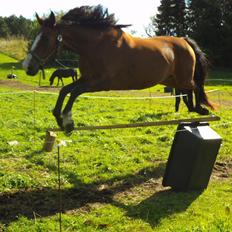 Dansk Varmblod Naci A Temprano" Min fremtid"<3