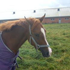 Hollandsk Sportspony zoe v.d. noarderein