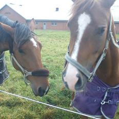 Hollandsk Sportspony zoe v.d. noarderein