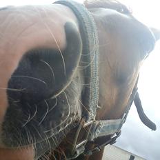 Hollandsk Sportspony zoe v.d. noarderein