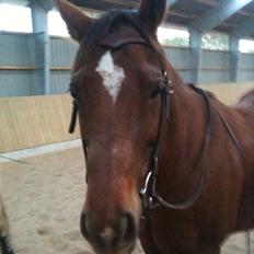 Paint Gambler's Harlequin