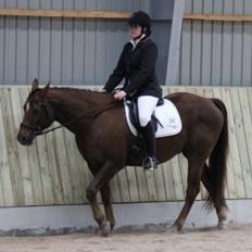 Paint Gambler's Harlequin