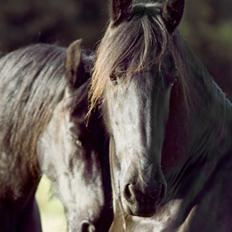 Frieser Twan (solgt)