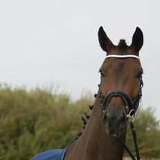 Dansk Varmblod Nitouche af sulsted