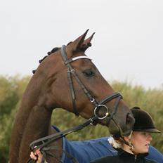 Dansk Varmblod Nitouche af sulsted