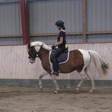 Pinto Pinto Royal Rocky <3!