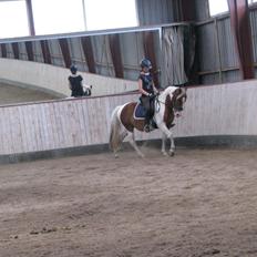 Pinto Pinto Royal Rocky <3!