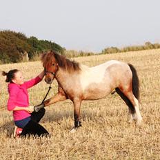 Shetlænder Archie