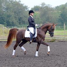 Arabisk fuldblod (OX) Kazio Fame