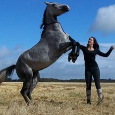 Anden særlig race Grønvangs Fleur de Lis