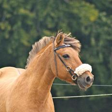 Anden særlig race Penny [Min eneste ene]