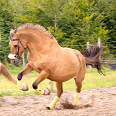 Anden særlig race Penny [Min eneste ene]