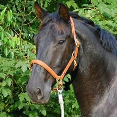 Oldenborg Black Jack *Solgt*