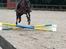 Trakehner Malaysia