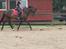 Trakehner Malaysia