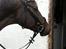 Trakehner Malaysia
