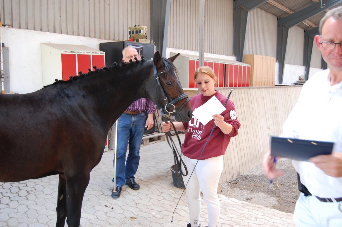 Pinto Storgaards Isabella - Kåring 2012. Følle skal lige være helt sikker på at hun er blevet målt rigtigt billede 15