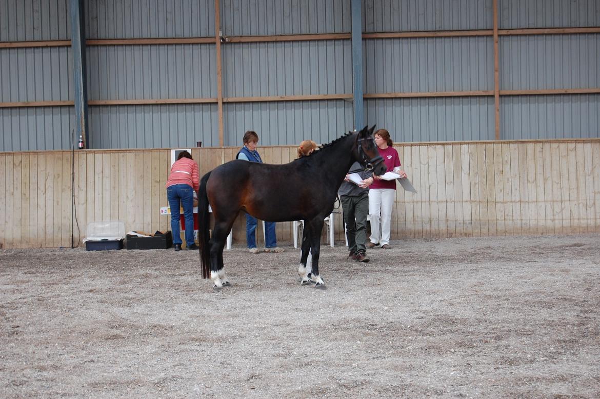 Pinto Storgaards Isabella - Kåring 2012 billede 16