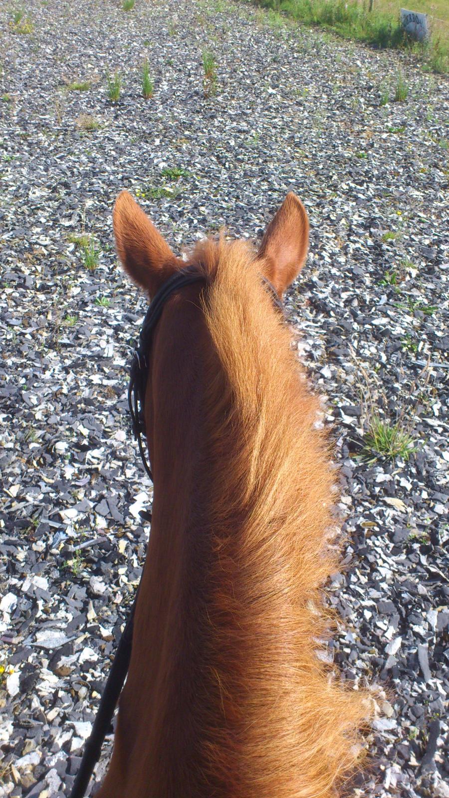 Hollandsk Sportspony Jannus billede 15