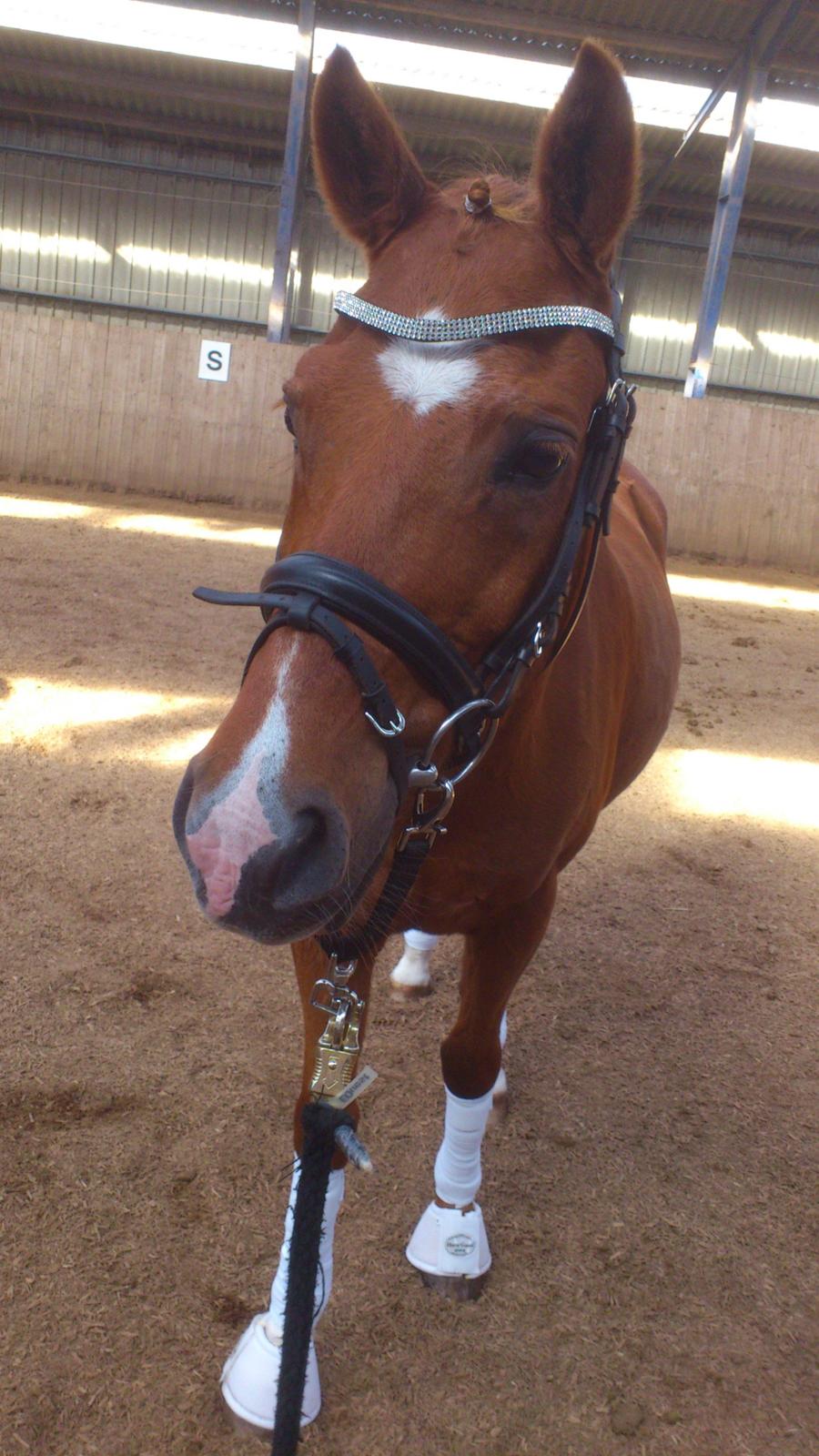 Hollandsk Sportspony Jannus billede 16