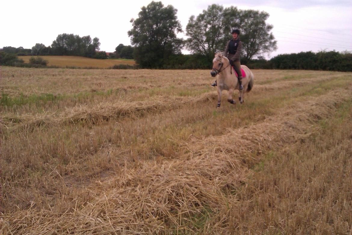 Fjordhest Ågerupgårds Amigo - Ude på marken billede 10
