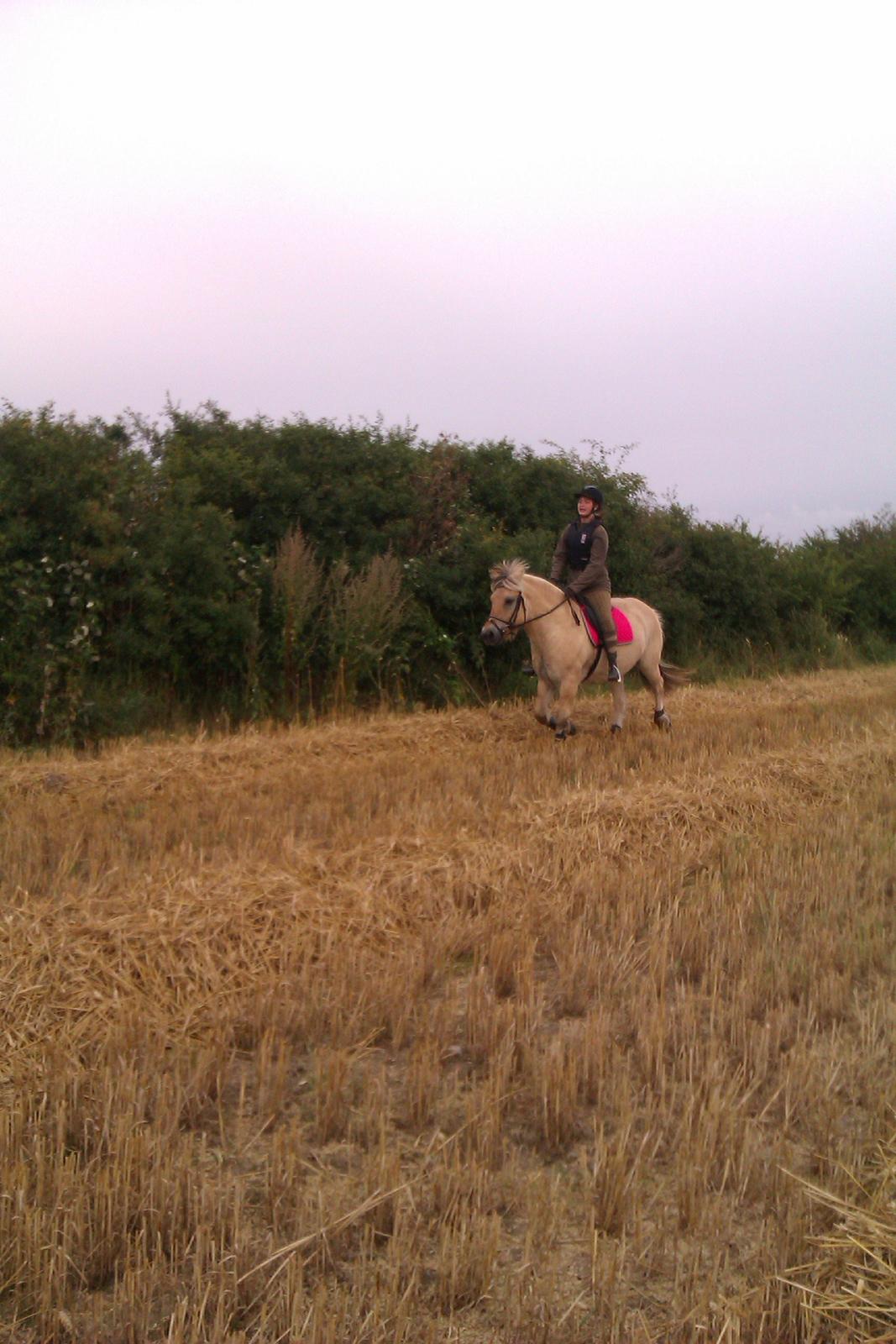 Fjordhest Ågerupgårds Amigo - Ude på marken  <3 billede 11