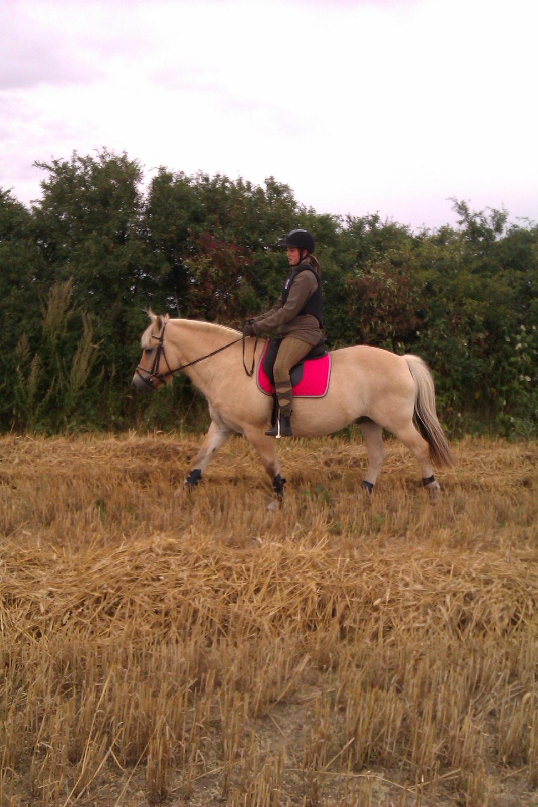 Fjordhest Ågerupgårds Amigo - Amigo med lyserødt underlag, drenge mishandling? billede 12