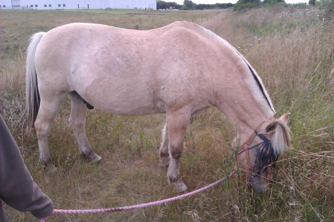 Fjordhest Ågerupgårds Amigo - Amigo græsser lidt billede 14